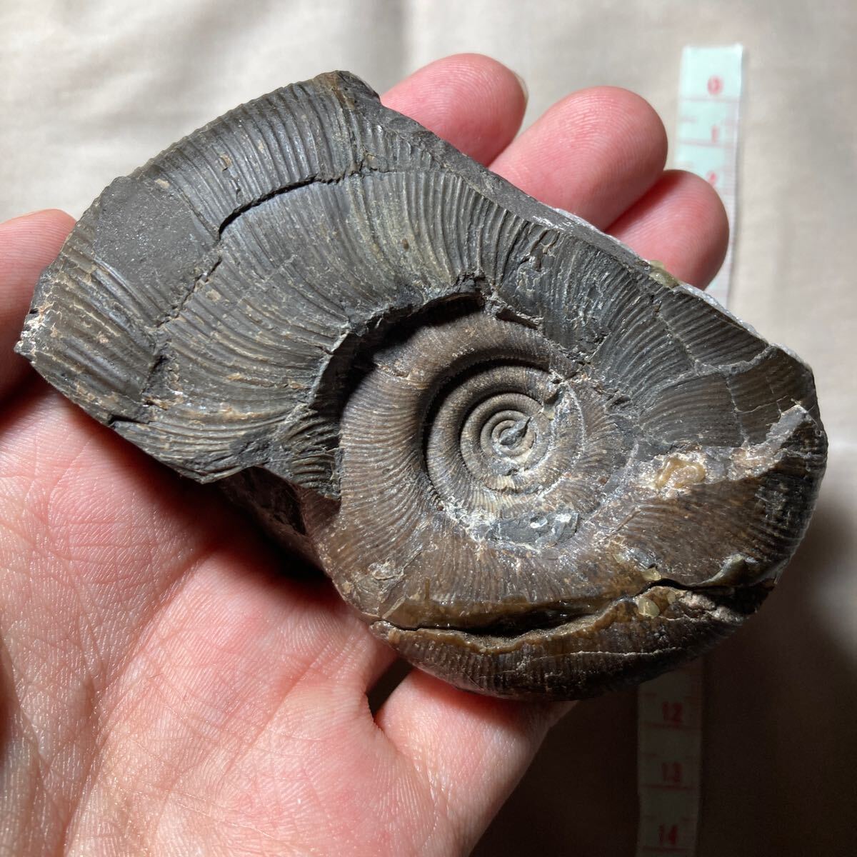 北海道産アンモナイト 化石 ゴードリセラス・インターメディウム_画像2