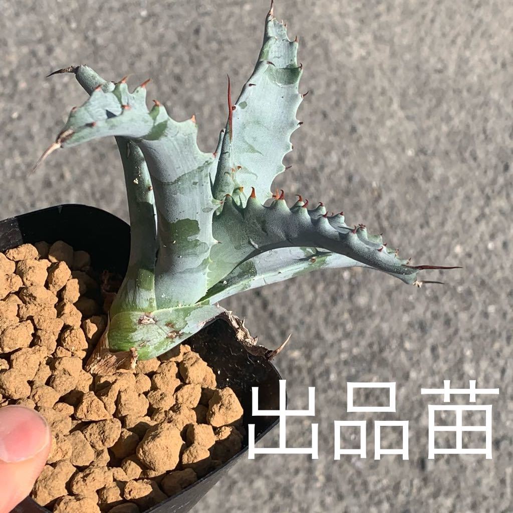 Agave sobria ssp. frailensis アガベ ソブリア フライアレンシス（多肉植物 観葉植物）_画像4