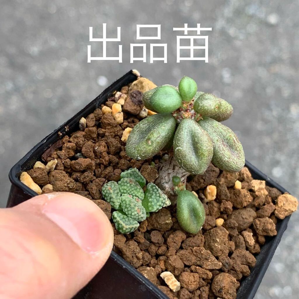 Tylecodon aridimontanus チレコドン アリディモンタナス 国内実生3年（多肉植物 観葉植物 塊根植物 コーデックス ）_画像3