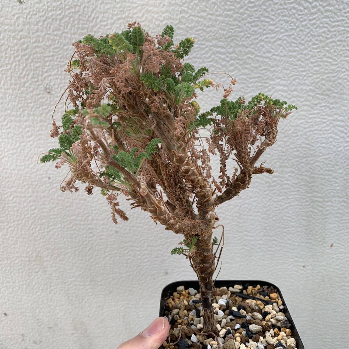 Pelargonium hirtum ペラルゴニウム ヒルツム実生（多肉植物 観葉植物 塊根植物 コーデックス ）_画像3