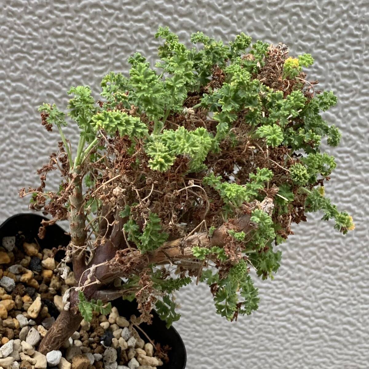 Pelargonium alternans RSA. Cape Province Nr.14899 エキゾチカ苗より自家受粉実生苗（多肉植物 観葉植物 塊根植物 コーデックス ）_画像10