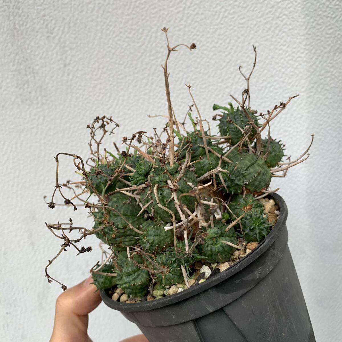 03 Euphorbia valida ユーフォルビア バリダ 仔吹きタイプ（多肉植物 観葉植物 塊根植物 コーデックス ）_画像8