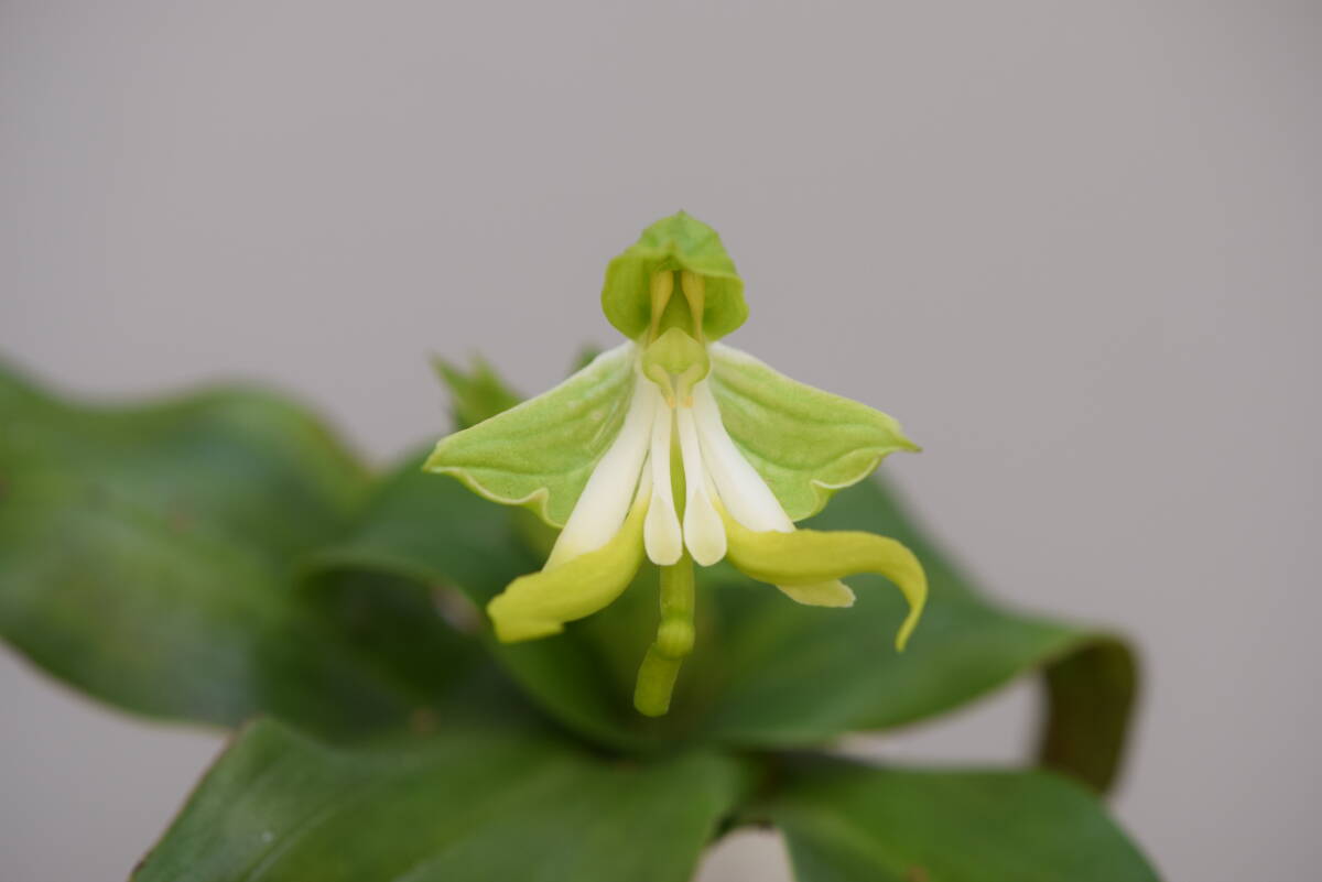 洋蘭☆原種・ボナテア・スぺシオサ【Bonatea speciosa】大きな球根群：一塊　山野草 地生ラン 球根ラン 野生ラン 洋ラン　_画像1