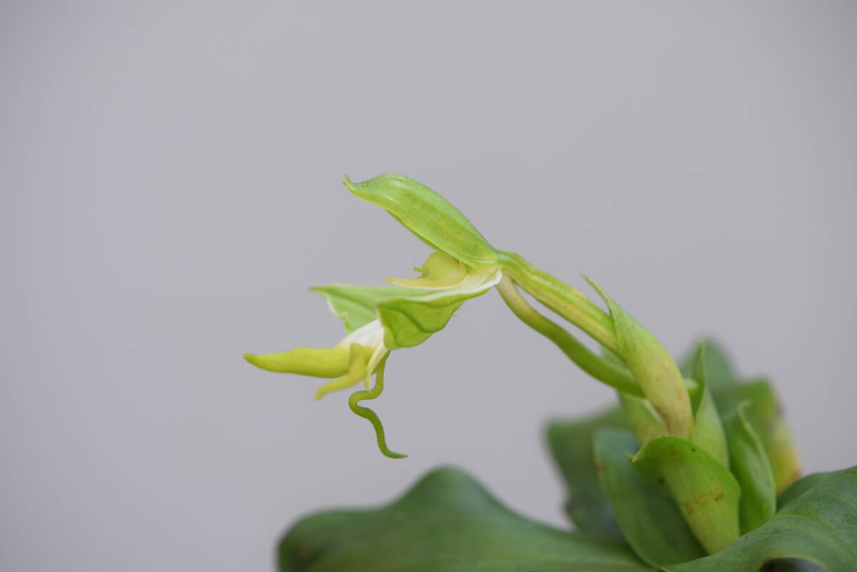 洋蘭 最終出品 原種・ボナテア・スぺシオサ②【Bonatea speciosa】大きな球根群：一塊　山野草 地生ラン 球根ラン 野生ラン 洋ラン　_画像2