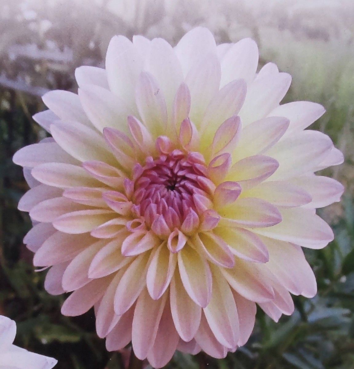 ダリア【小さな恋の物語】グラデーションの美しい優しい雰囲気の花