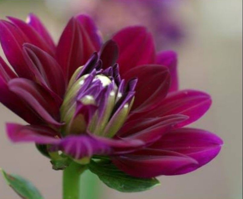 ダリア【紫宝】ダークワインカラー  草丈60~100cm   ダリアは花の少ない季節に咲いてくれます
