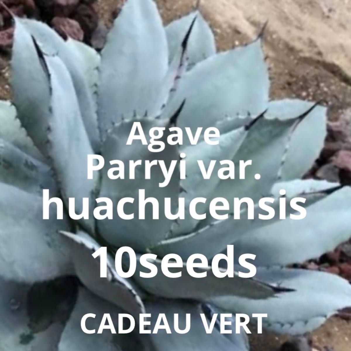 Parryi huachucensis アガベパリーホーチエンシス種子10粒＋1☆
