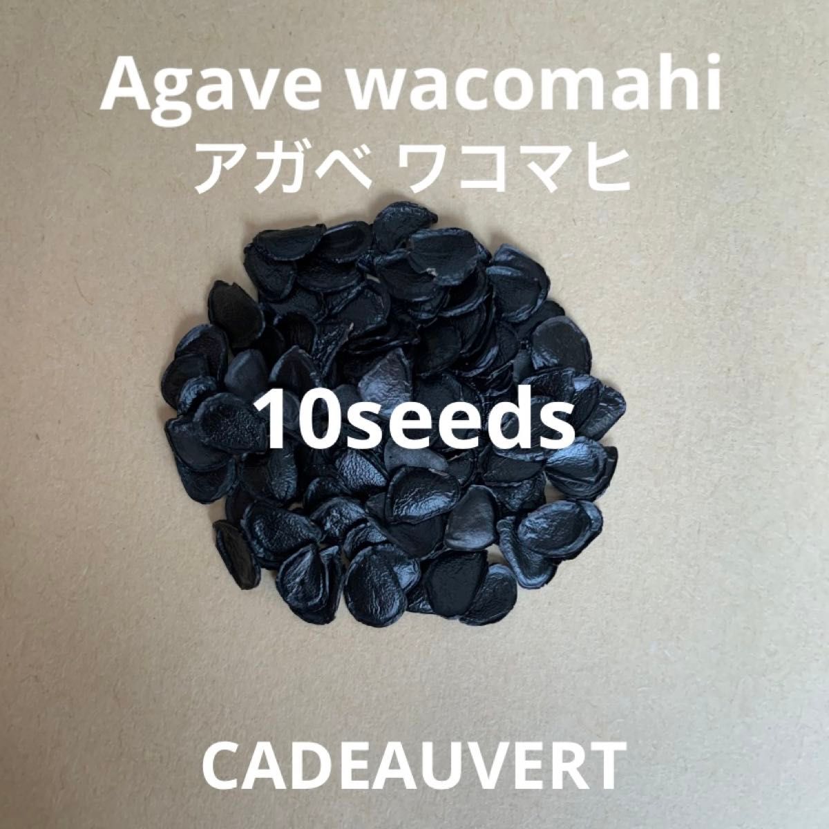 アガベ ワコマヒー☆Agave wacomahi種子10粒プラス1粒☆