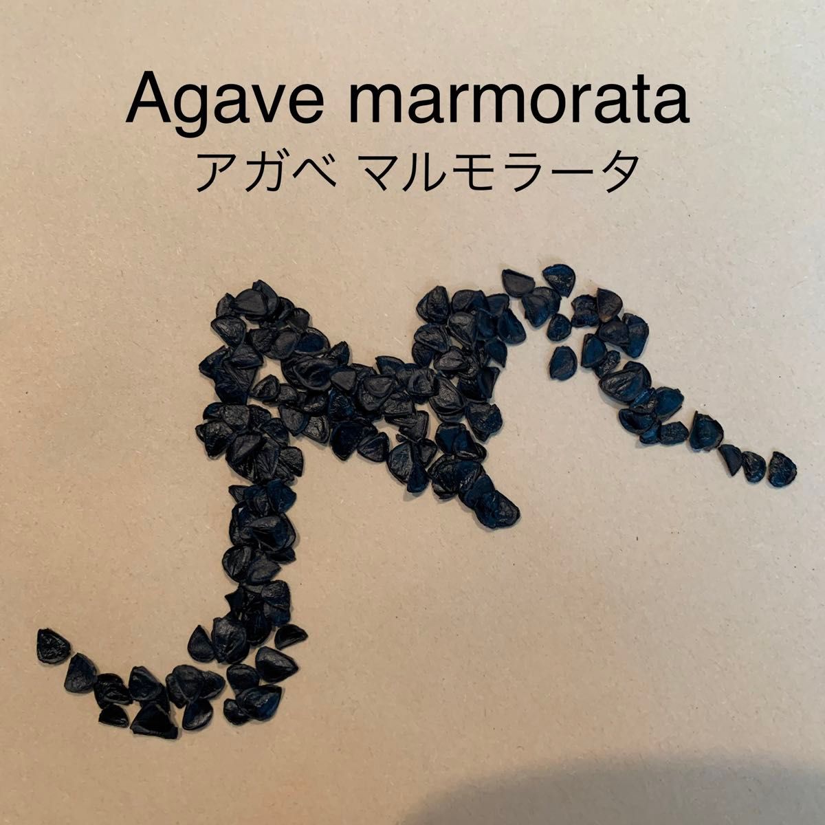 Agave marmorata★☆アガベ マルモラータ　種子10粒＋1粒☆