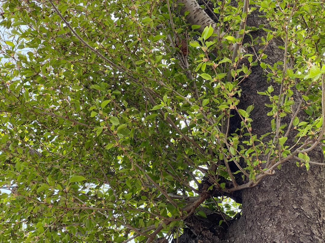  Sakura someiyo инструмент для проволоки ...20шт.@# бесплатная доставка .. пачка /sakura Sakura садовое дерево растение .. Yoshino .. дерево Special внезапный отправка antique садовое дерево 