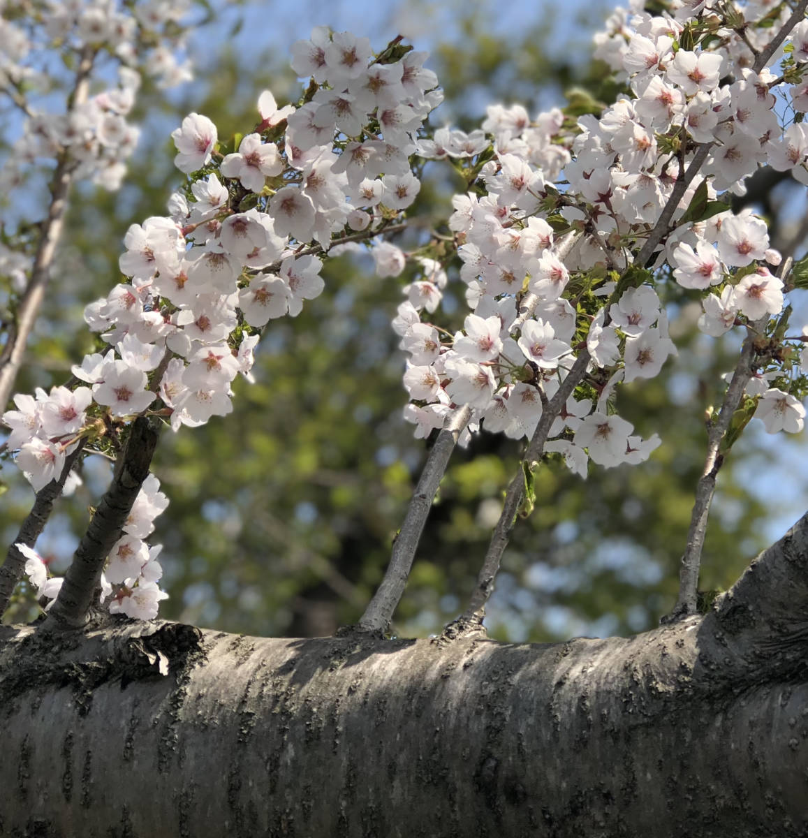  Sakura someiyo инструмент для проволоки ...20шт.@# бесплатная доставка .. пачка /sakura Sakura садовое дерево растение .. Yoshino .. дерево Special внезапный отправка antique садовое дерево 