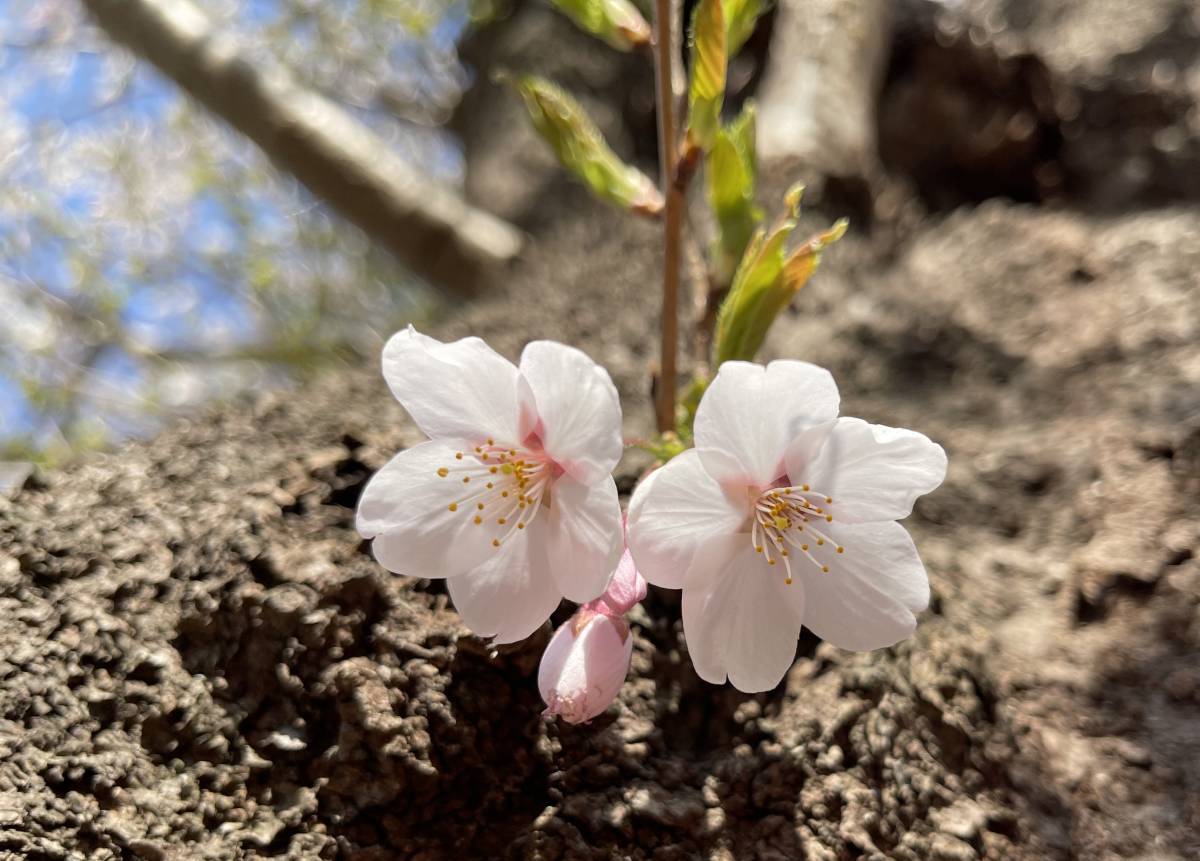  Sakura someiyo инструмент для проволоки ...20шт.@# бесплатная доставка .. пачка /sakura Sakura садовое дерево растение .. Yoshino .. дерево Special внезапный отправка antique садовое дерево 