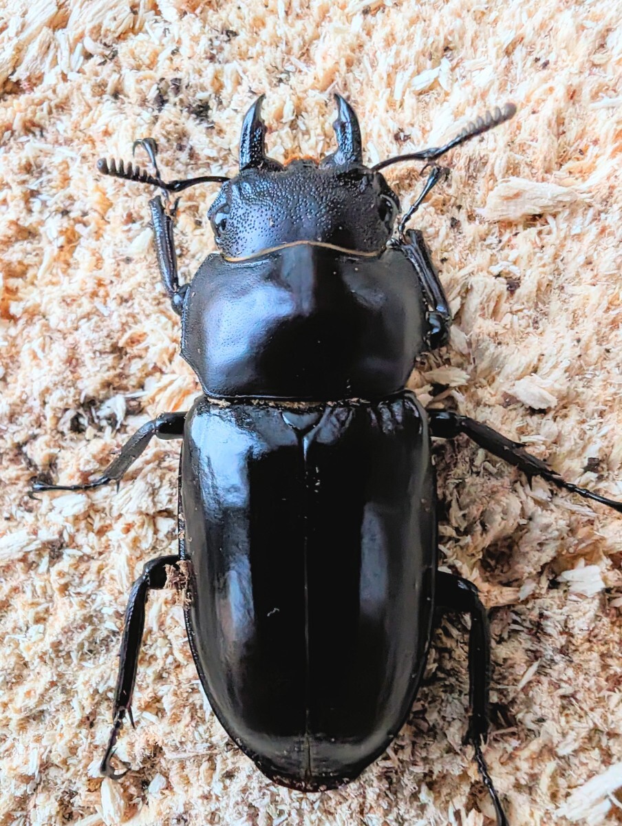 《後食済》　フォルスターキヨタミ　ペア　ミャンマー　サガイン産_画像6