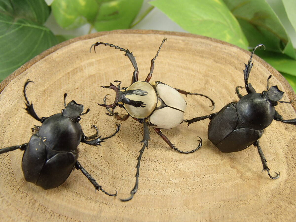 アダムスツノハナムグリ 新成虫 トリオ ♂２４mm ♀２２mm ♀２２mm _画像7