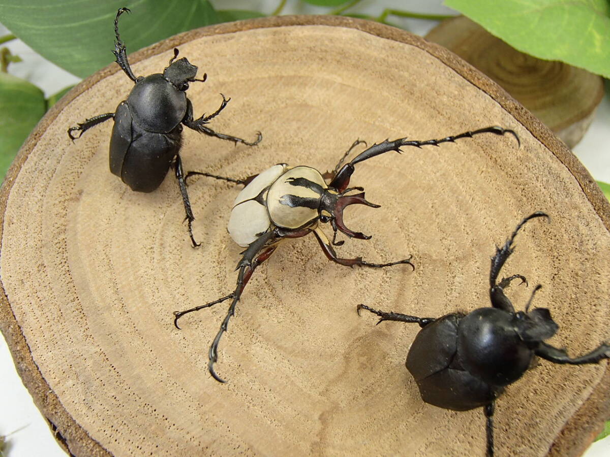 アダムスツノハナムグリ 新成虫 トリオ ♂２４mm ♀２２mm ♀２２mm _画像4