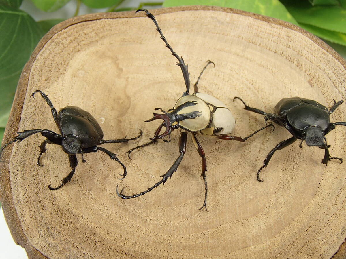 アダムスツノハナムグリ 新成虫 トリオ ♂２４mm ♀２２mm ♀２２mm _画像5