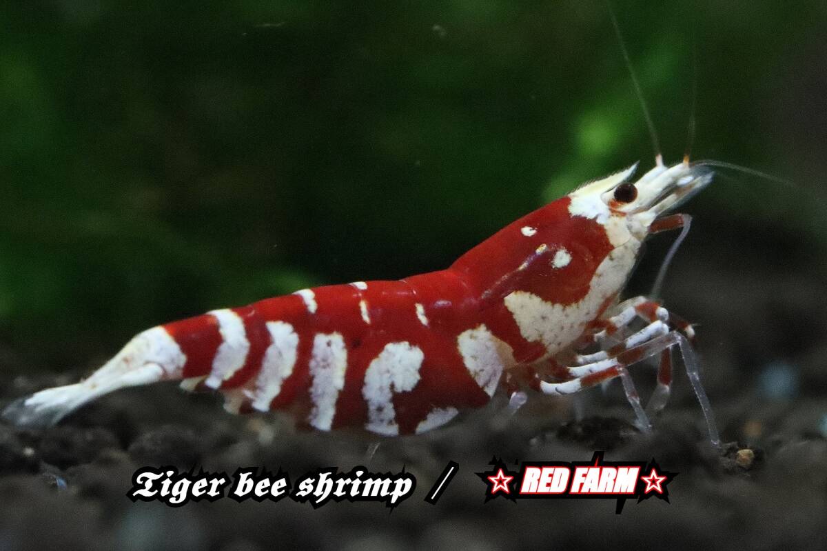 【RED FARM】 特選 ★ Tiger bee shrimp / 太極 toio (抱卵個体含）★ assort No,1 ★_画像1