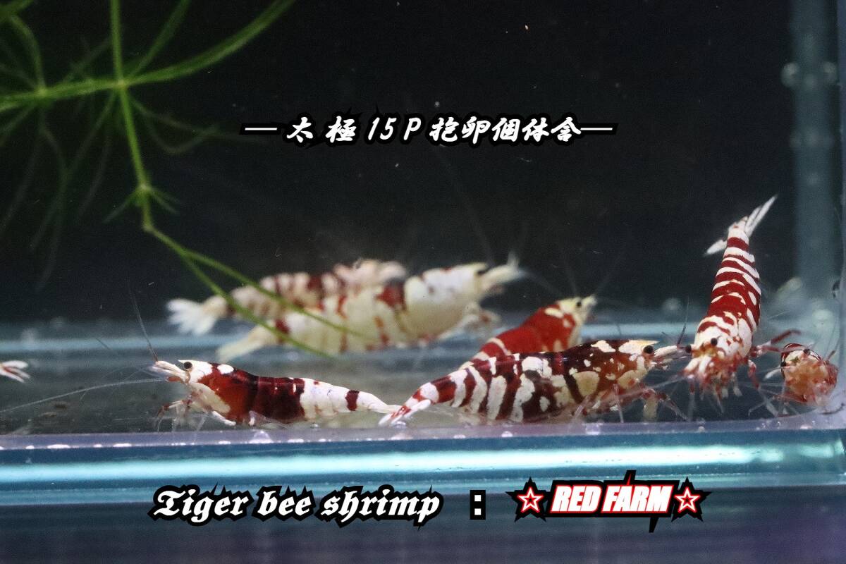 【RED FARM】 特選 ★ Tiger bee shrimp ： 太極 15P ★ 抱卵個体含 ★_画像1