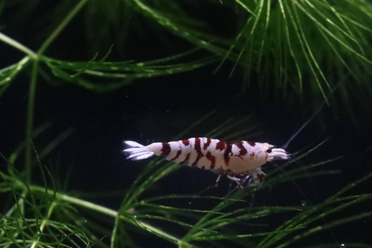 【RED FARM】 特選 ★ Tiger bee shrimp ： 太極 15P ★ 抱卵個体含 ★_画像6