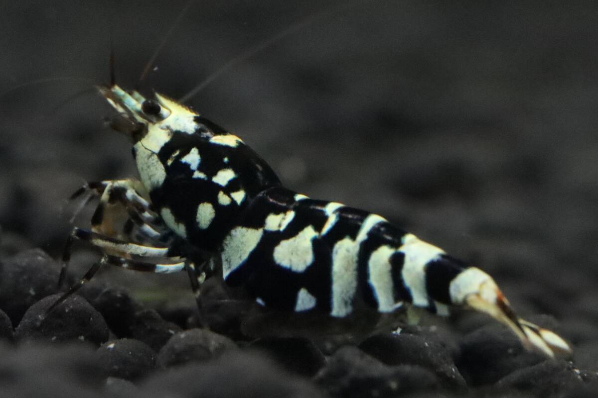 【RED FARM】 特選 ★ Tiger bee shrimp ： 黒太極 （抱卵個体）★ high-grade ★ No,2_画像2