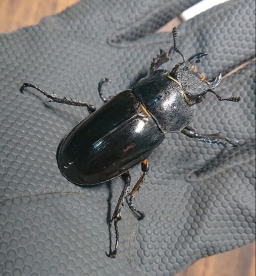 新成虫　宮崎県北部山岳産 ミヤマクワガタ ペア♂73.7mm　 ♀46.1mm 【WF1】_画像9