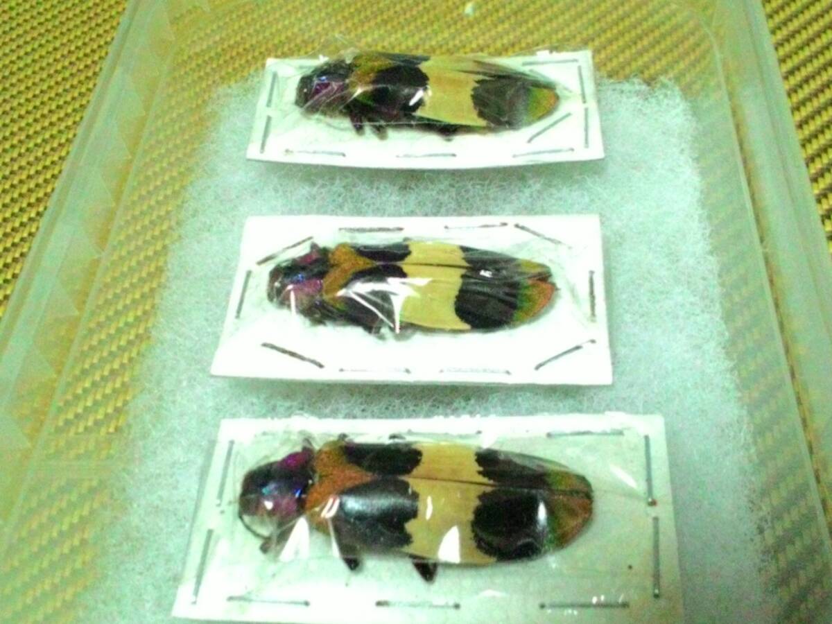 カザリルリタマムシChrysochroa corbetti ３頭　未開封品