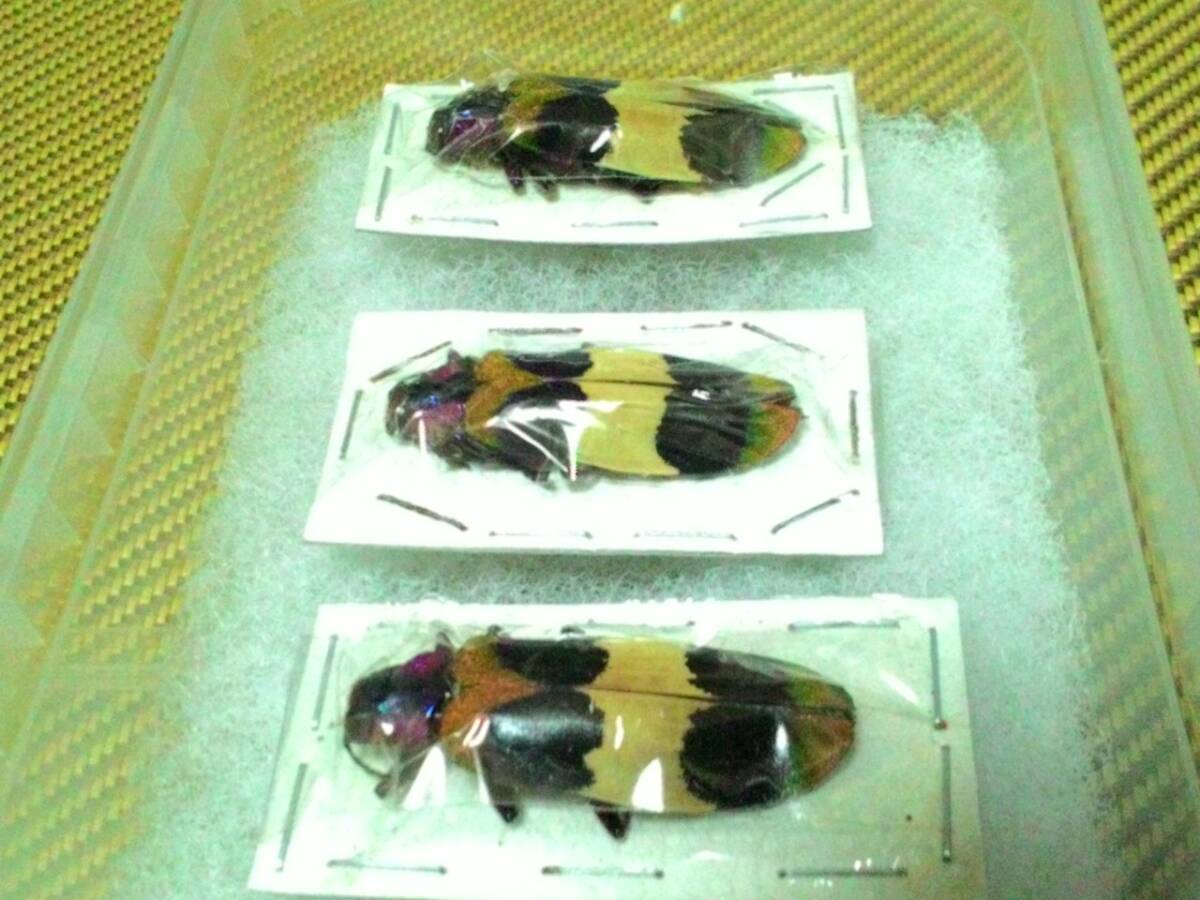 カザリルリタマムシChrysochroa corbetti ３頭 未開封品の画像1