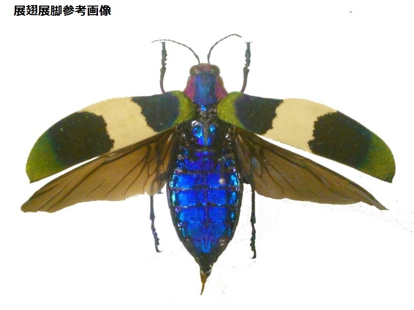 カザリルリタマムシChrysochroa corbetti ３頭 未開封品の画像4