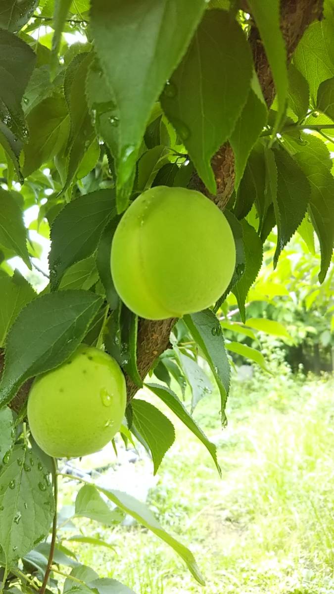 【送料無料/即決】生食できる大型の梅★豊後の剪定枝（穂木）ウメ/うめの画像1