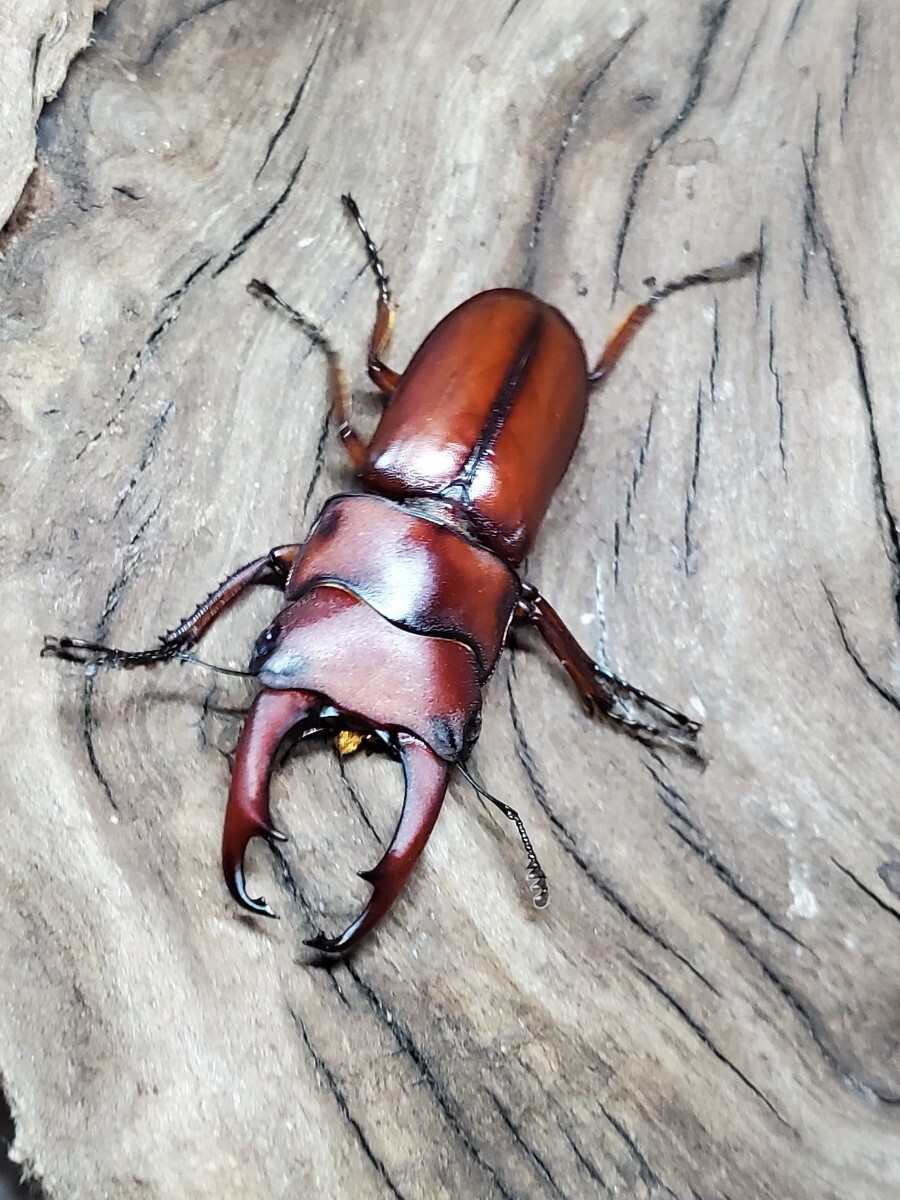 プセウダキスコクワ　プセウダキス　プセウダクシスコクワ　プセウダクシス　♂31㎜　♀18㎜　ペア　_画像1