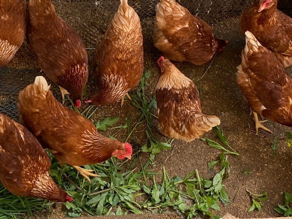 国産赤鶏ボリスブラウン　50個食用たまご　平飼い　無精卵　卵 赤玉　M〜LL_画像3