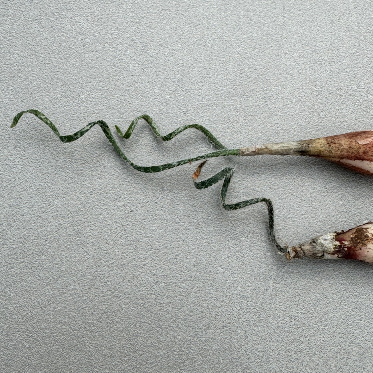 N310貴重植物 異種 Gethyllis verticillata ゲチリス ベルティシラータ 2株 _画像3