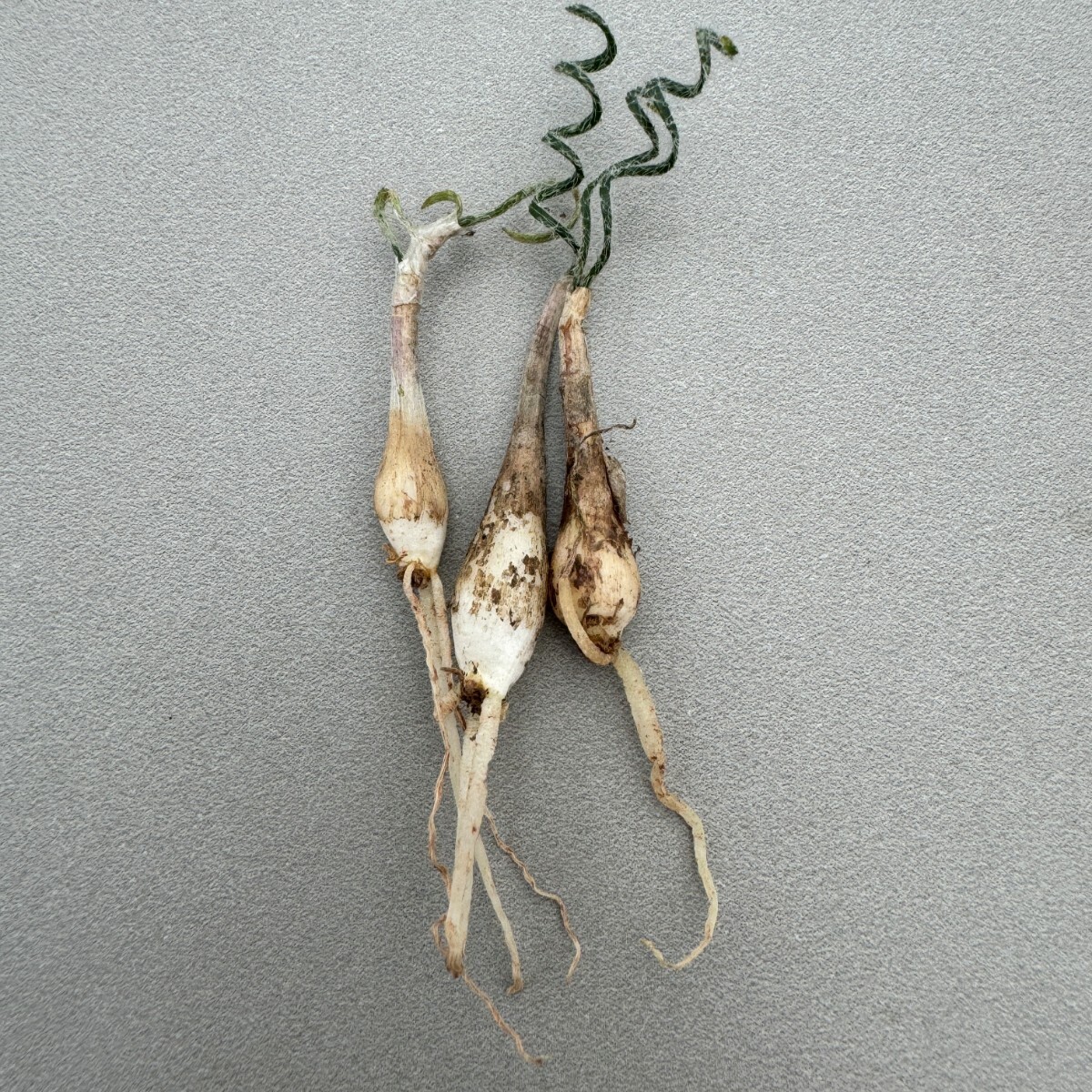 N313貴重植物 異種 Gethyllis verticillata ゲチリス ベルティシラータ 3株_画像1