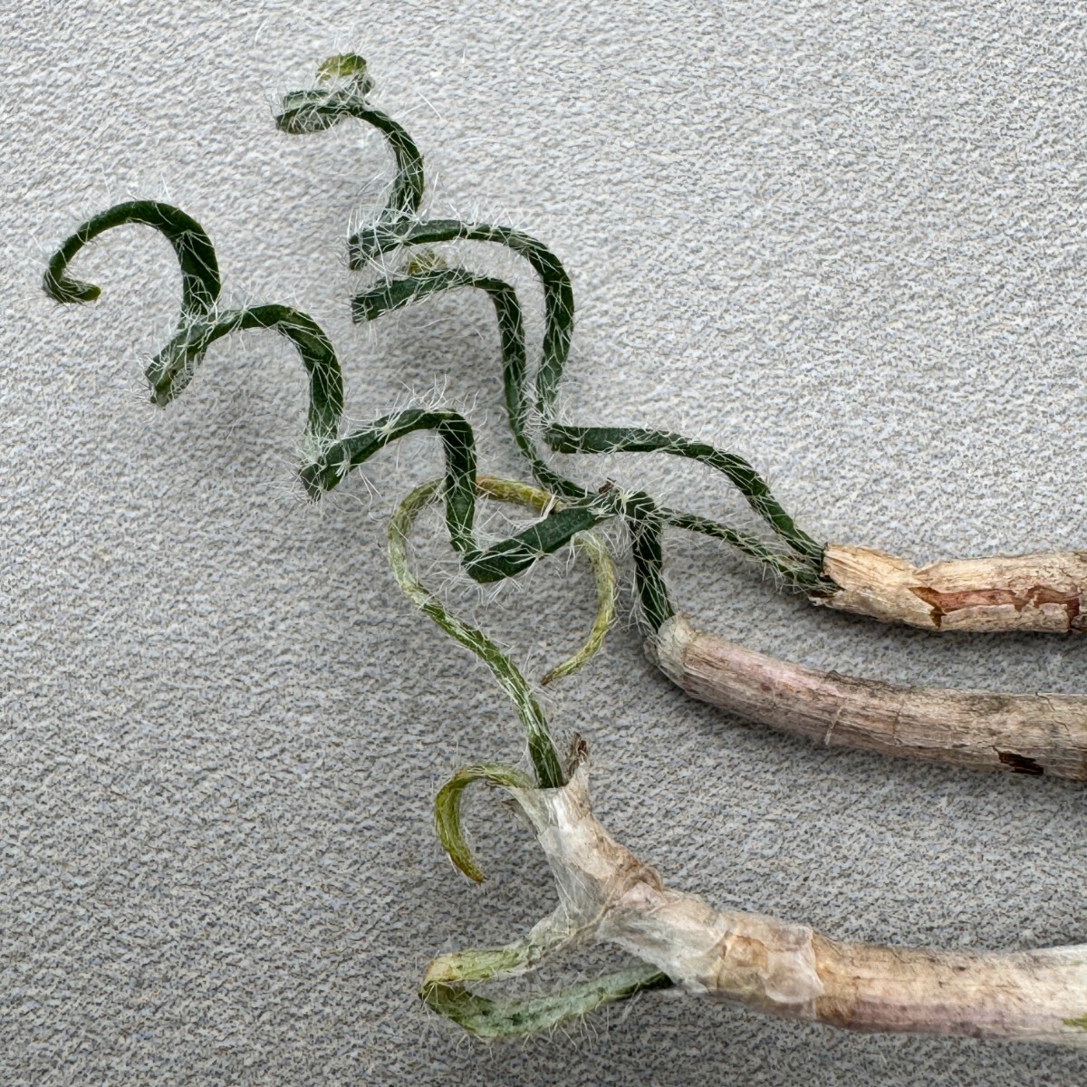 N313貴重植物 異種 Gethyllis verticillata ゲチリス ベルティシラータ 3株_画像2
