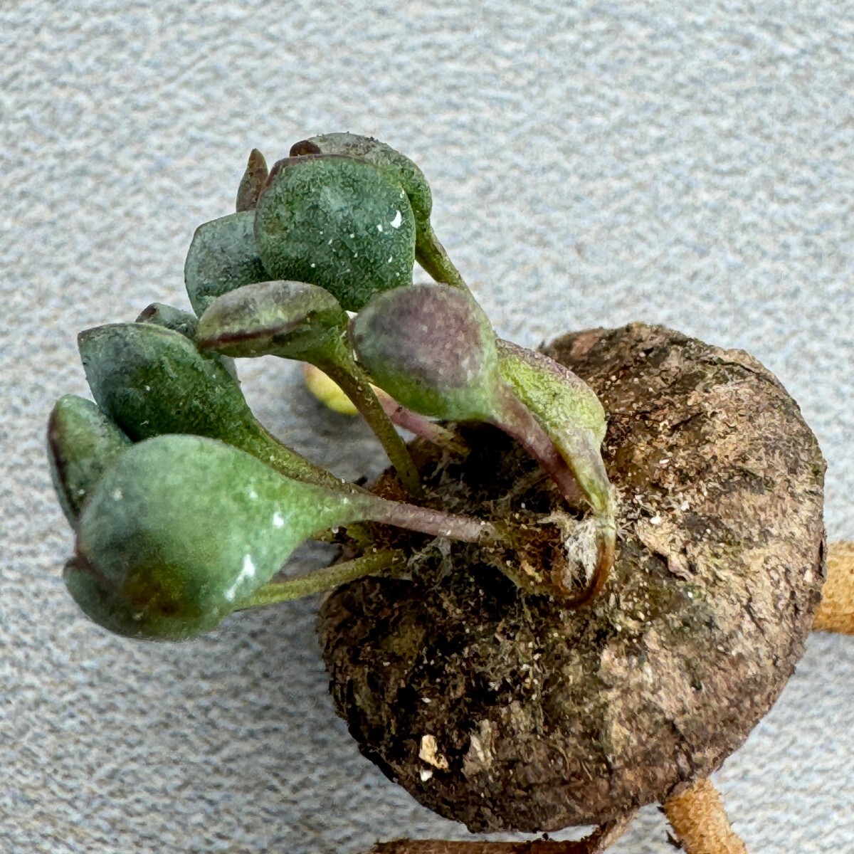 N598 pygmaea Othonnaピグマエア オトンナ　塊根植物 希少サボテン 多肉植物　特選株_画像3