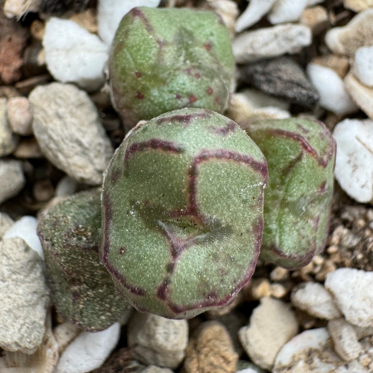 N603八重垣姫 プラキツム (Conophytum ficiforme ”placitum” S.H. コノフィツム フィシフォルメ フィキフォルメ プラキツム ハマー)4点_画像3