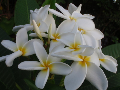 * plumeria *. tree branch * white flower * branch minute .. departure root ending!