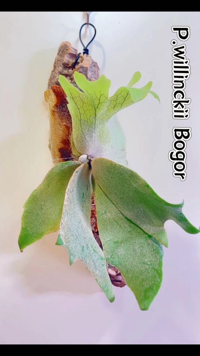 「大株」ビカクシダ ウィリンキーボゴール P.willinckii Bogor spore ポルトガル産最高品質厚めコルク樹皮着生