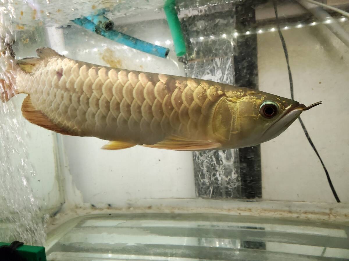 ブキメラゴールデンクロスバック　Golden Arowana Breeding Farm 産 約 35cm ６列うっすら_画像9