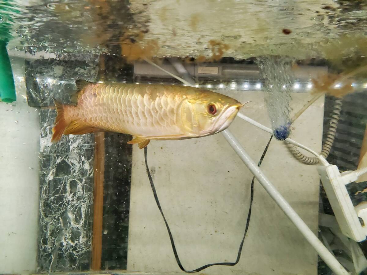 ブキメラゴールデンクロスバック　Golden Arowana Breeding Farm 産 約 35cm ６列うっすら_画像5