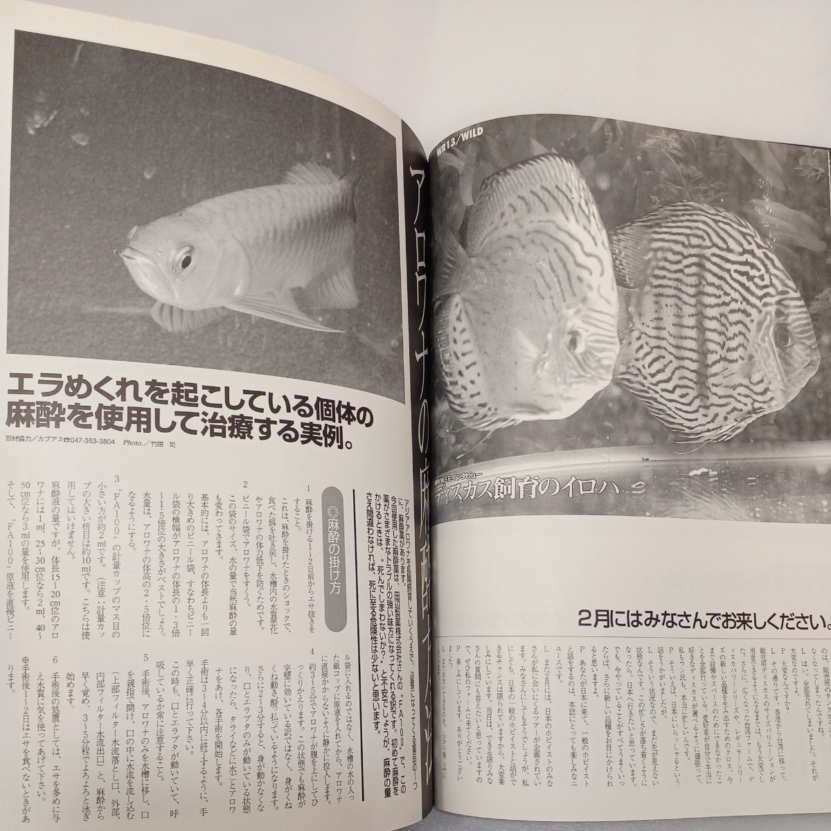 zaa-556♪月刊ピチャット　熱帯魚情報誌　1998年VOL.11 雑誌 1997/1/1 小池正規 (著, 編集)　アロワナ万歳!ディスカスと導電率