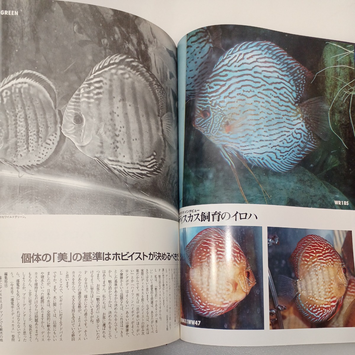 zaa-556♪月刊ピチャット　熱帯魚情報誌　1998年VOL.11 雑誌 1997/1/1 小池正規 (著, 編集)　アロワナ万歳!ディスカスと導電率