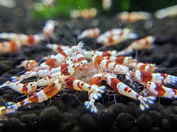 [OSH] Red Bee Shrimp 15 шт 