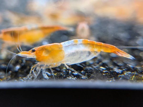 [OSH] orange ru Lee shrimp 15 pcs 