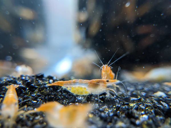 [OSH] orange ru Lee shrimp 15 pcs 