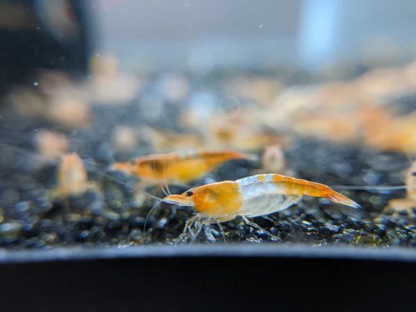 [OSH] orange ru Lee shrimp 15 pcs 