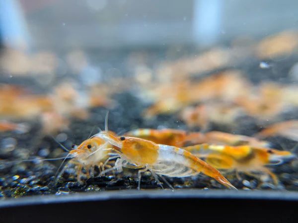 [OSH] orange ru Lee shrimp 15 pcs 