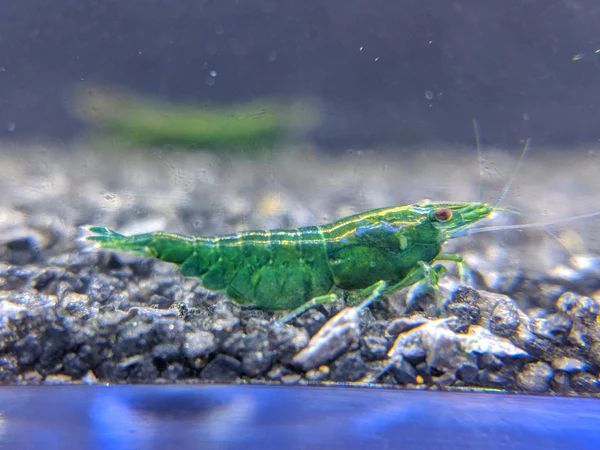 [OSH] green Jade Cherry shrimp 15 pcs 