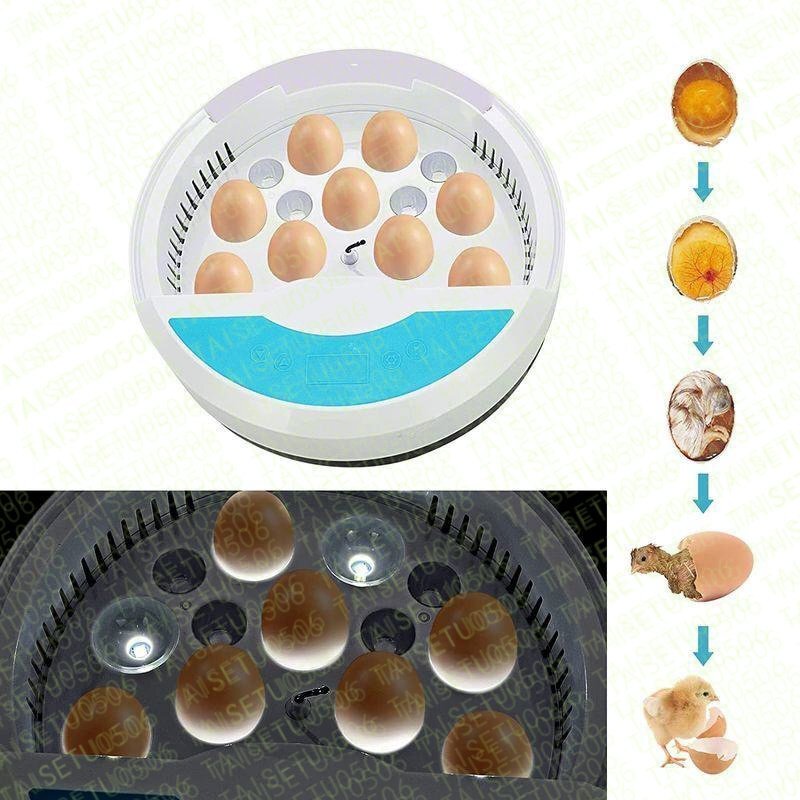  automatic . egg vessel in kyu Beta - go in egg 9 piece birds exclusive use . egg vessel inspection egg light built-in .. vessel chicken egg a Hill ... child education for automatic temperature control humidity guarantee .