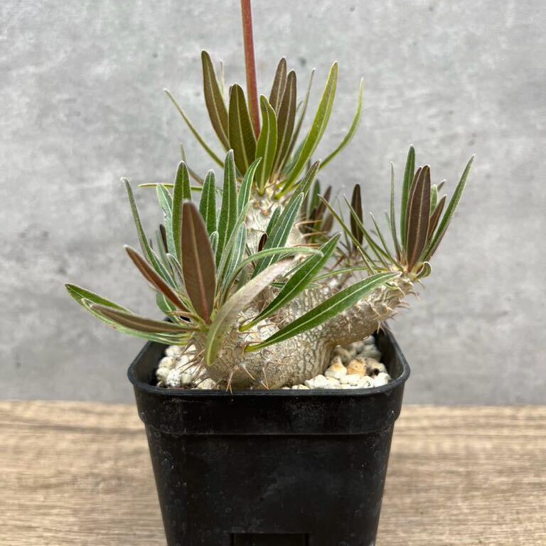 【実生】【開花球】Pachypodium rosulatum var. gracilius パキポディウム　グラキリス　塊根　コーデックス　サボテン 多肉植物 _画像4